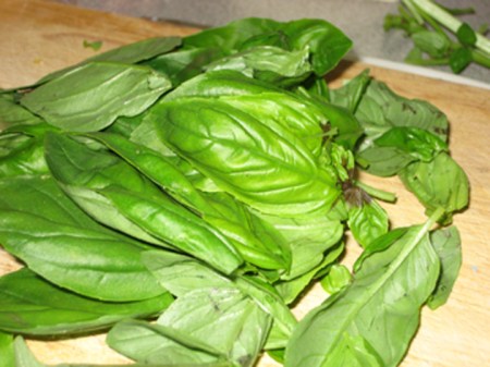 basil