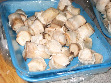 mushroom stems mushroom stems