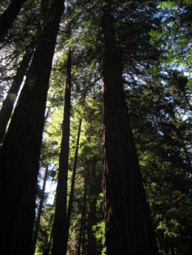redwoods