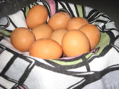eggs